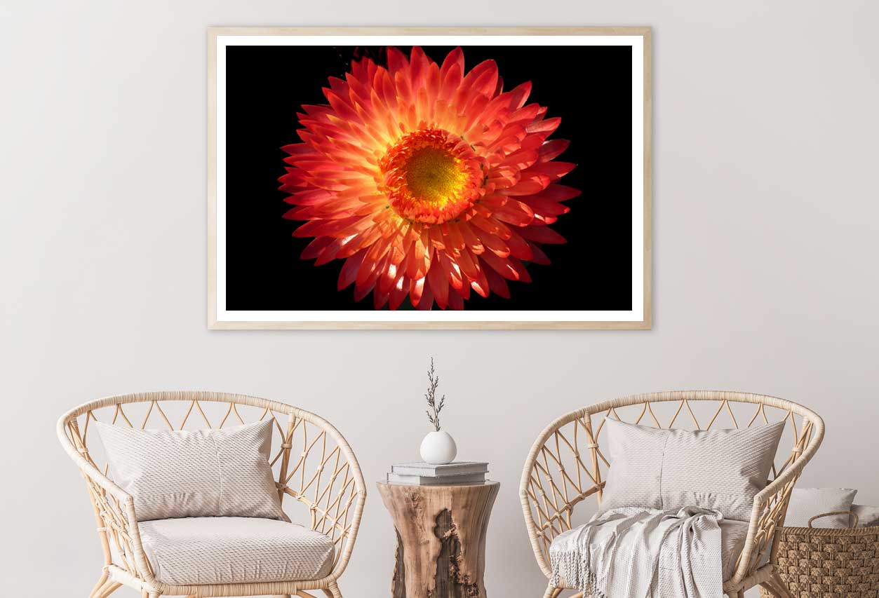 Straw Flower Closeup View Photograph Home Decor Premium Quality Poster Print Choose Your Sizes