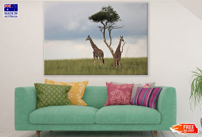 Giraffes Under Tree Photograph Print 100% Australian Made