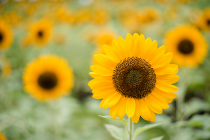 Closeup of Blooming Sunflower Home Decor Premium Quality Poster Print Choose Your Sizes