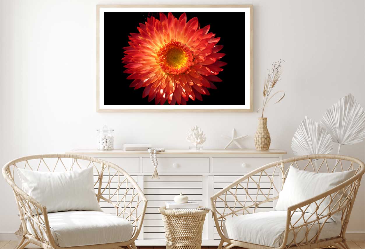 Straw Flower Closeup View Photograph Home Decor Premium Quality Poster Print Choose Your Sizes