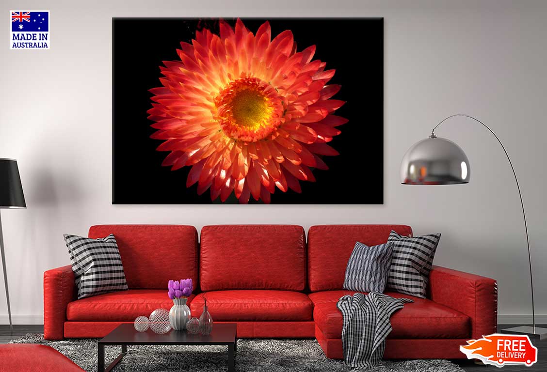 Straw Flower Closeup View Photograph Print 100% Australian Made