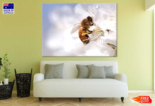 Bee on Flower Macro Photograph Print 100% Australian Made