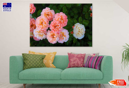 Floribunda Roses Closeup View Photograph Print 100% Australian Made