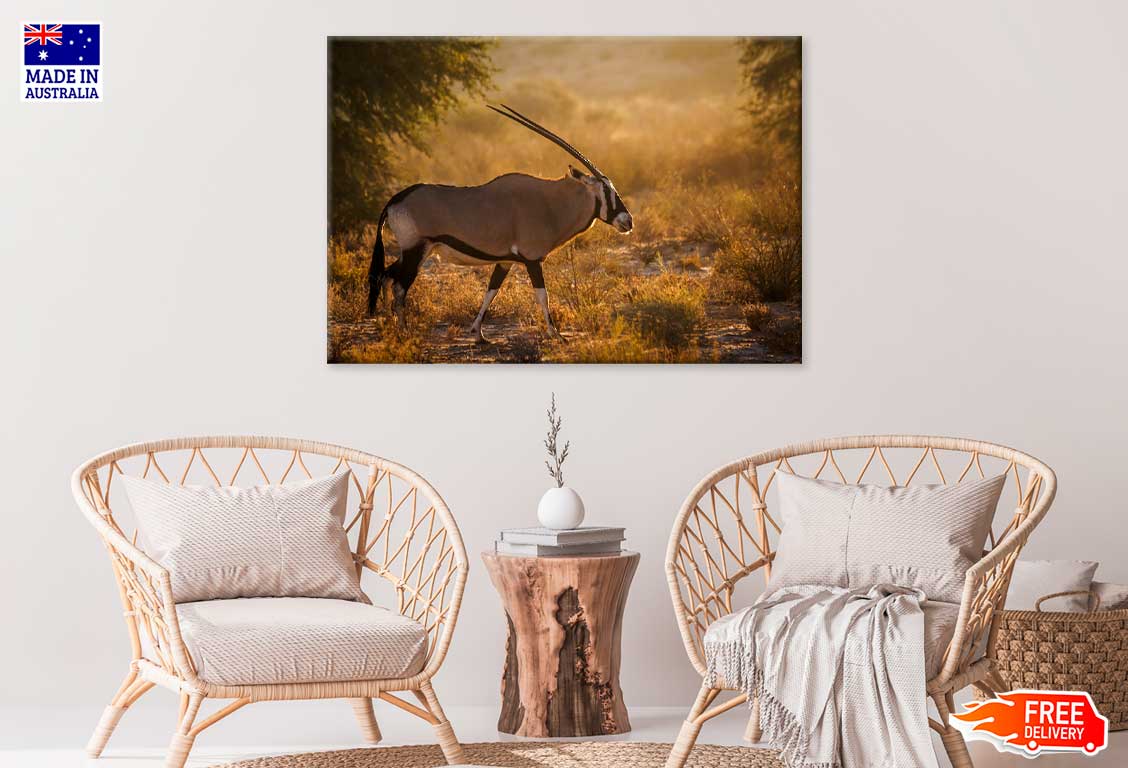 African Oryx in Kgalagadi Park Sunset Photograph Print 100% Australian Made