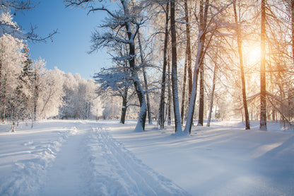 Snow Trees Pathway Sunset View Photograph Print 100% Australian Made