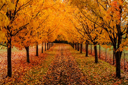 Autumn Trees & Road View Photograph Print 100% Australian Made