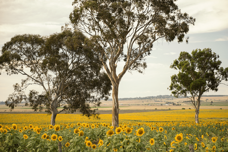 Sunflowers Amongst a Field Photograph Print 100% Australian Made