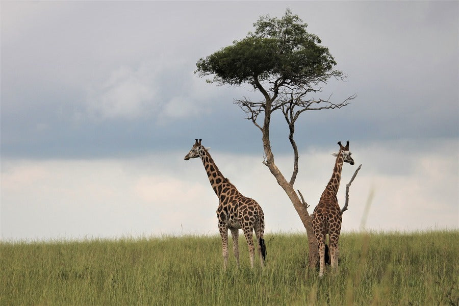 Giraffes Under Tree Photograph Print 100% Australian Made