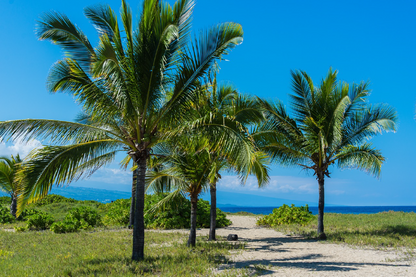 Palm Trees near Sea Photograph Print 100% Australian Made