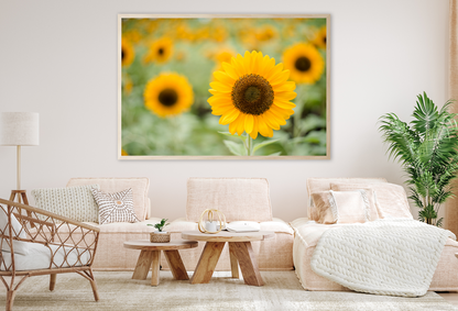 Closeup of Blooming Sunflower Home Decor Premium Quality Poster Print Choose Your Sizes