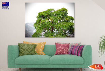 Green Big Tree & Cloud Sky View Photograph Print 100% Australian Made