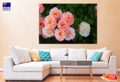 Floribunda Roses Closeup View Photograph Print 100% Australian Made