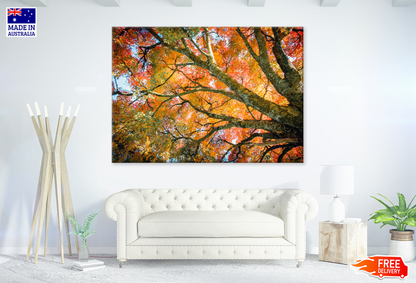 Autumn Tree View Photograph Print 100% Australian Made