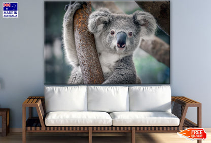 Koala Bear on a Tree Photograph Print 100% Australian Made