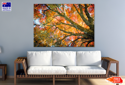 Autumn Tree View Photograph Print 100% Australian Made