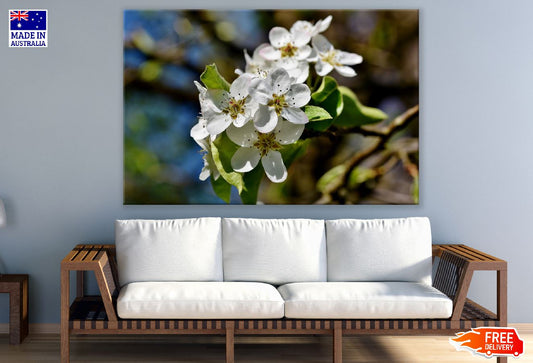 White Pear Blossom Flowers with Leaves Photograph Print 100% Australian Made