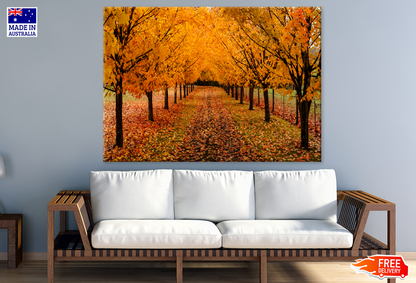 Autumn Trees & Road View Photograph Print 100% Australian Made