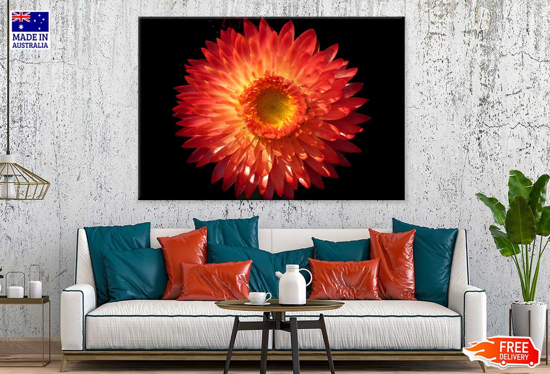 Straw Flower Closeup View Photograph Print 100% Australian Made