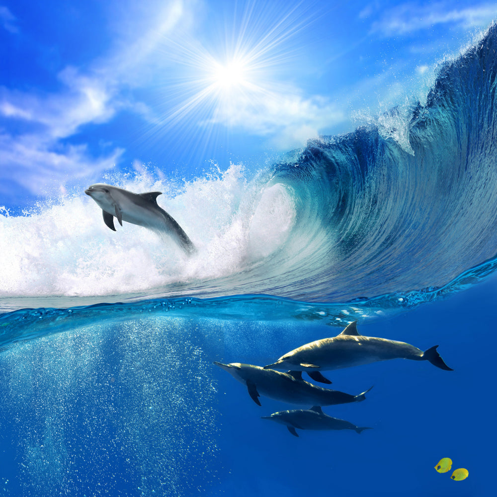 Square Canvas Dolphins in Beach Photograph High Quality Print 100% Australian Made