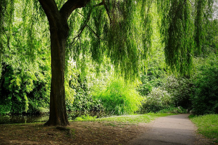 Road Covered with Weeping Willow Tree Photograph Print 100% Australian Made