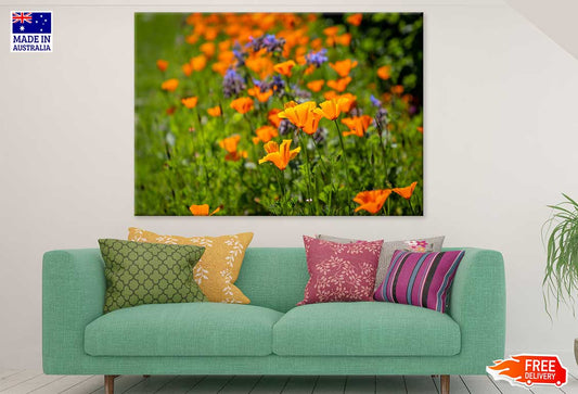 California Poppy Plant Flowers Photograph Print 100% Australian Made