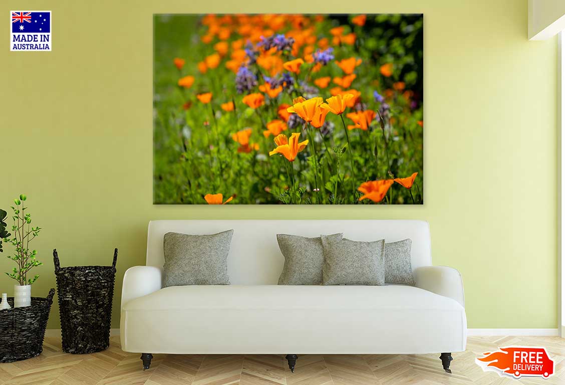 California Poppy Plant Flowers Photograph Print 100% Australian Made