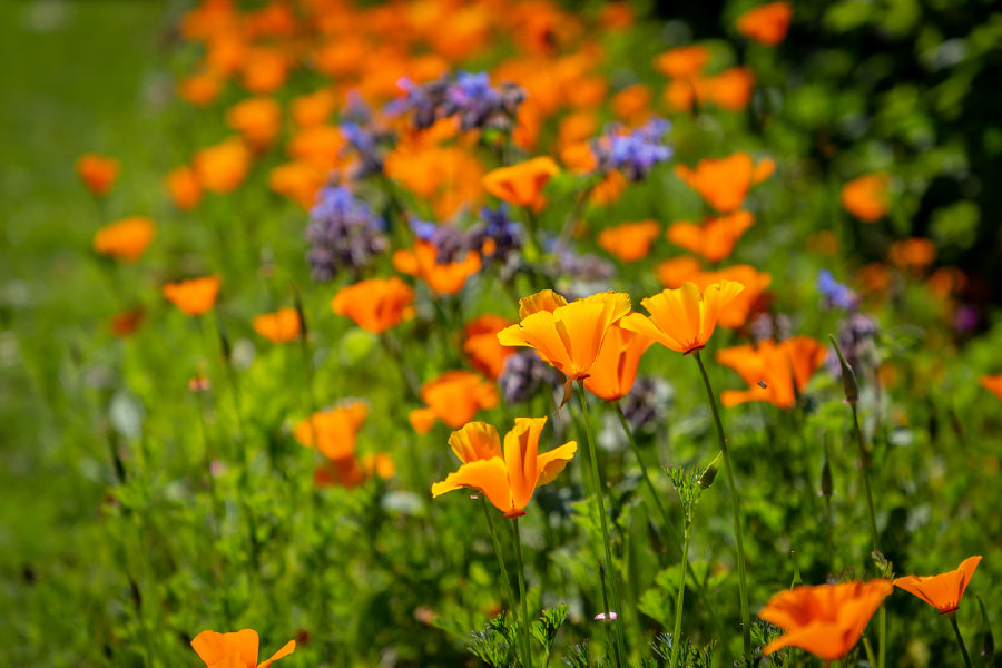 California Poppy Plant Flowers Photograph Print 100% Australian Made