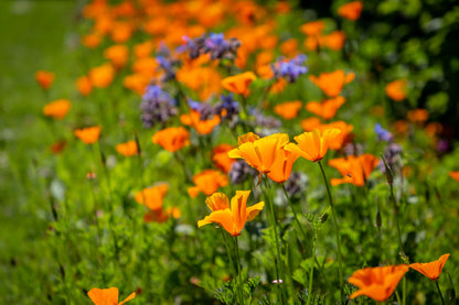 California Poppy Plant Flowers Photograph Print 100% Australian Made