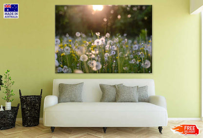 Sunshine Over Dandelion Field View Photograph Print 100% Australian Made