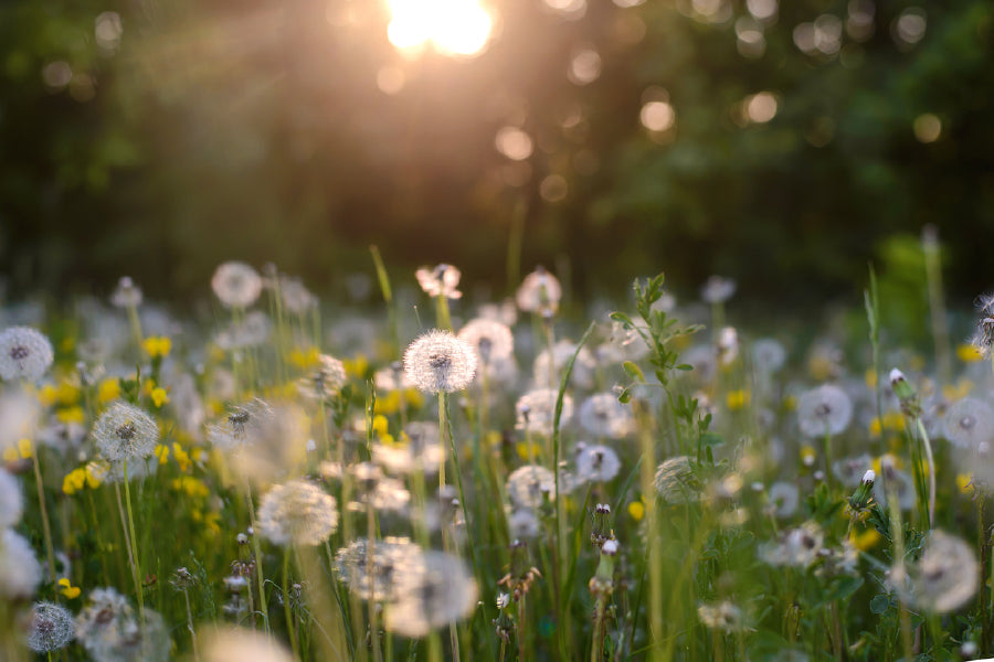 Sunshine Over Dandelion Field View Photograph Print 100% Australian Made