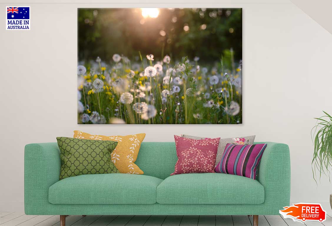 Sunshine Over Dandelion Field View Photograph Print 100% Australian Made