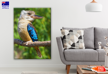 Australian Native Blue Winged Kookaburra Bird Photograph Print 100% Australian Made