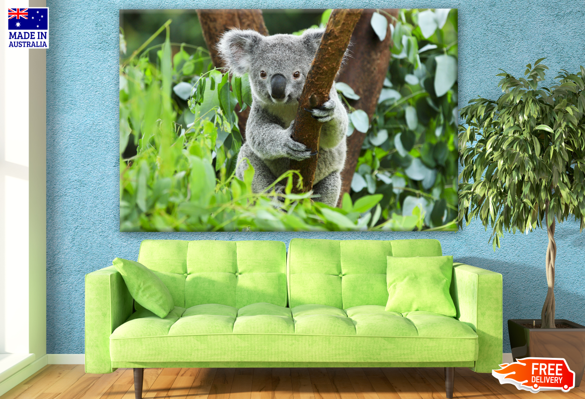 Australian Native Koala Bear on a Tree Photograph Print 100% Australian Made