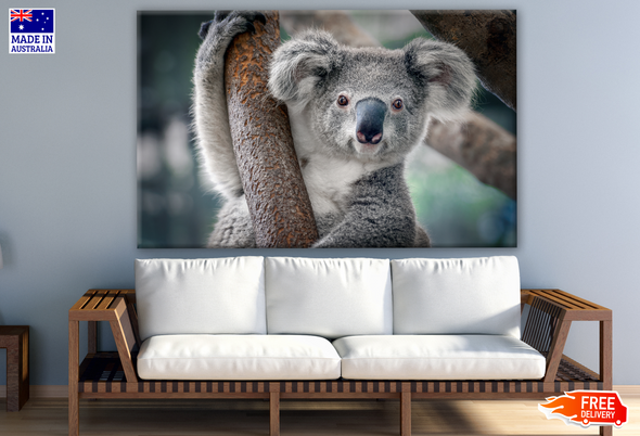 Australian Native Koala Bear Photograph Print 100% Australian Made