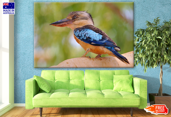 Australian Native Blue Winged Coockaburra Bird Photograph Print 100% Australian Made