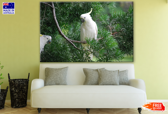 Australian Native White Cockatoo Bird Photograph Print 100% Australian Made