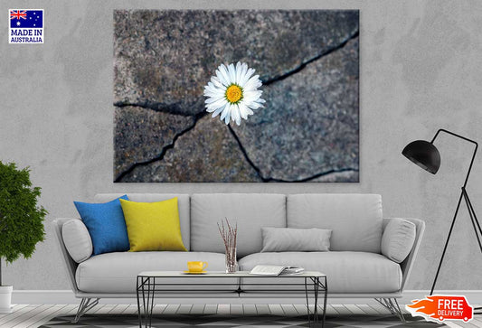 White Daisy Flower on Stone View Photograph Print 100% Australian Made