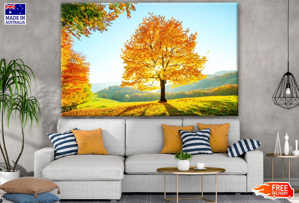 Colorful Beech Tree with Sunny Beams at Mountain Print 100% Australian Made