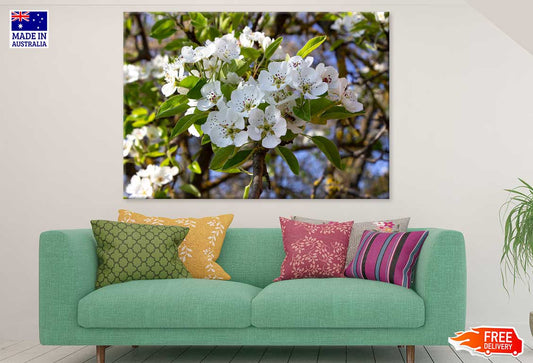 White Cherry Blossom Flowers View Photograph Print 100% Australian Made