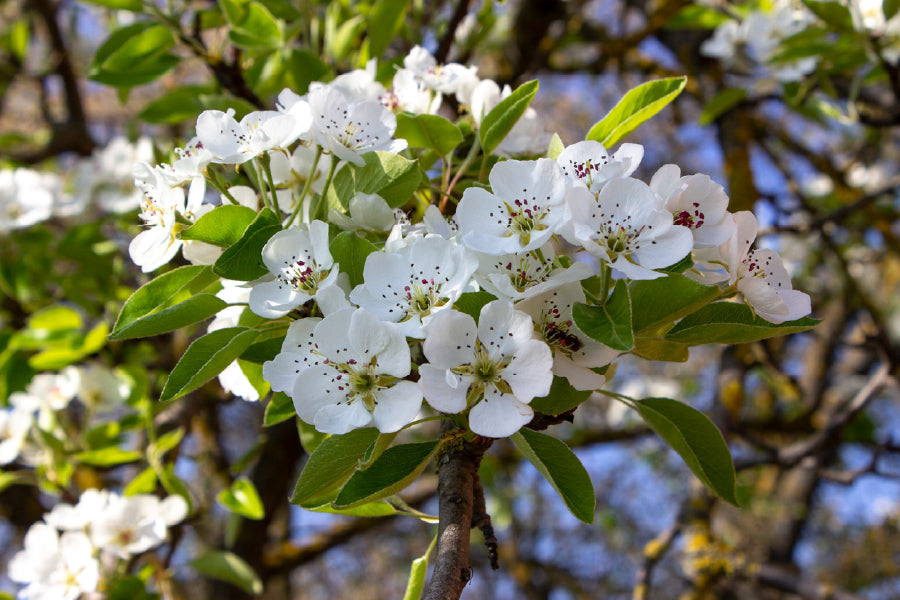 White Cherry Blossom Flowers View Photograph Print 100% Australian Made