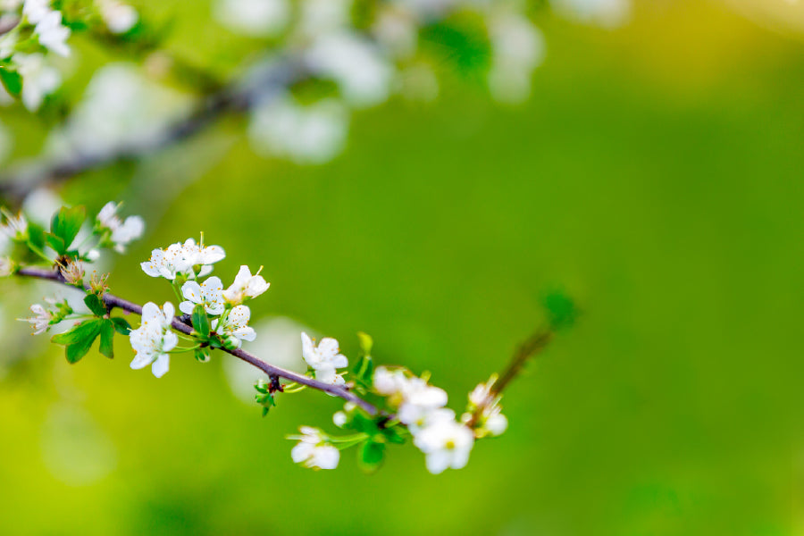 White Blossom Flower Tree Branch View Photograph Print 100% Australian Made