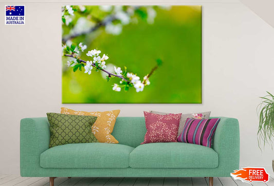 White Blossom Flower Tree Branch View Photograph Print 100% Australian Made