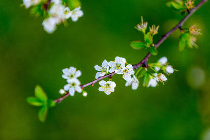 Cherry Blossom Flowers Branch View Photograph Print 100% Australian Made