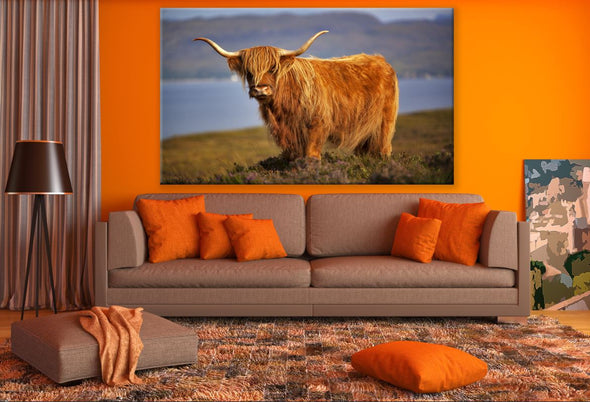 Highland Cow Standing Sunset Photograph Print 100% Australian Made