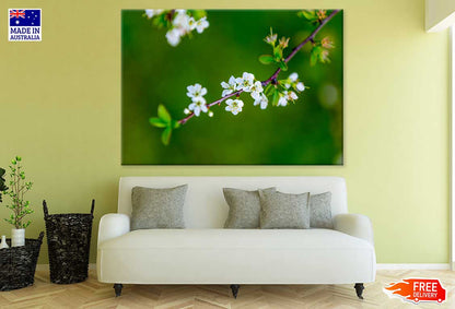 Cherry Blossom Flowers Branch View Photograph Print 100% Australian Made