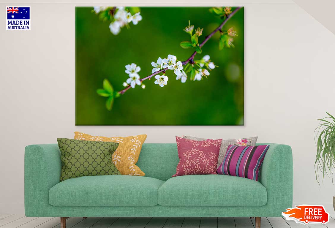 Cherry Blossom Flowers Branch View Photograph Print 100% Australian Made