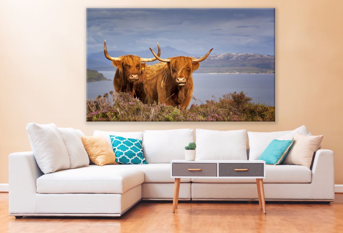 Brown Highland Cow Couple Photograph Print 100% Australian Made