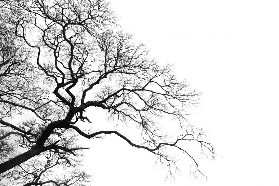 Dead Branches Tree B&W Silhouette Print 100% Australian Made