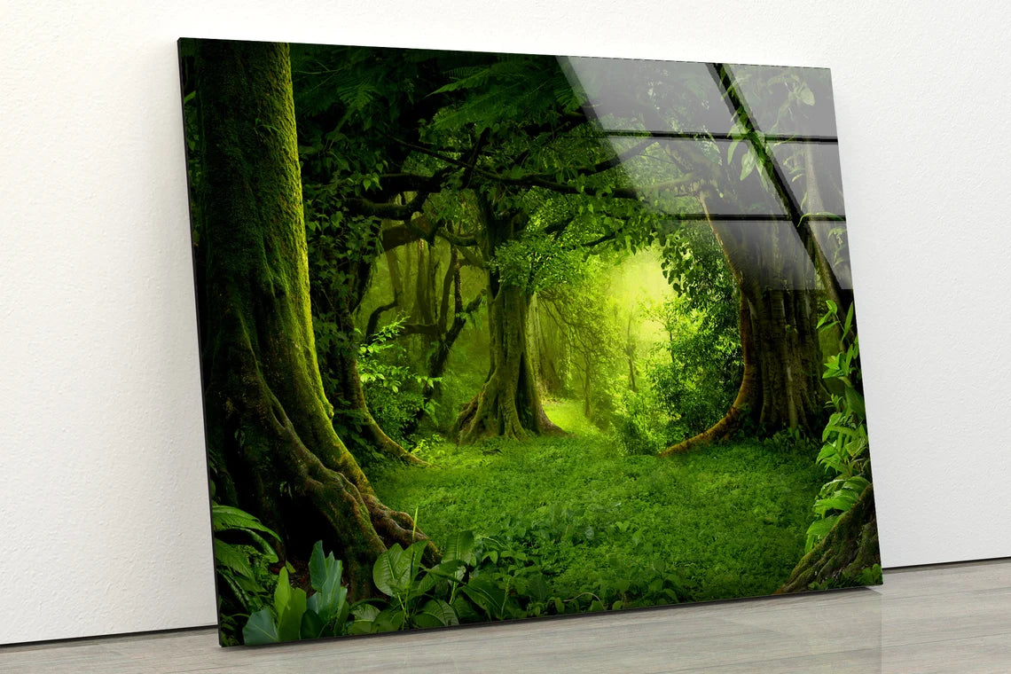 Deep Forest Photograph Acrylic Glass Print Tempered Glass Wall Art 100% Made in Australia Ready to Hang