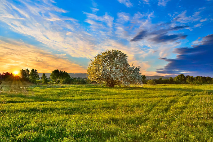 Apple Tree on Meadow at Sunset Photograph Print 100% Australian Made